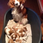 Cucciolata: Luna è vicino alla mamma